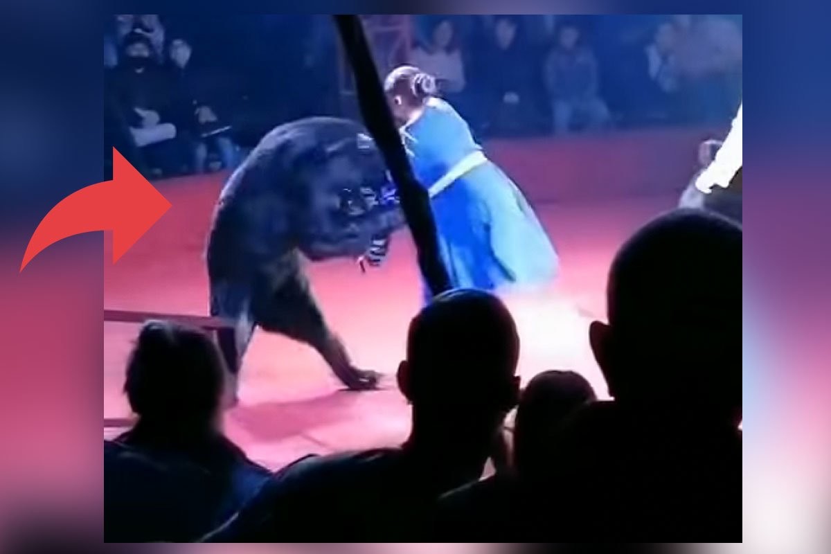 В Орле цирковой медведь напал на беременную дрессировщицу - слайд 