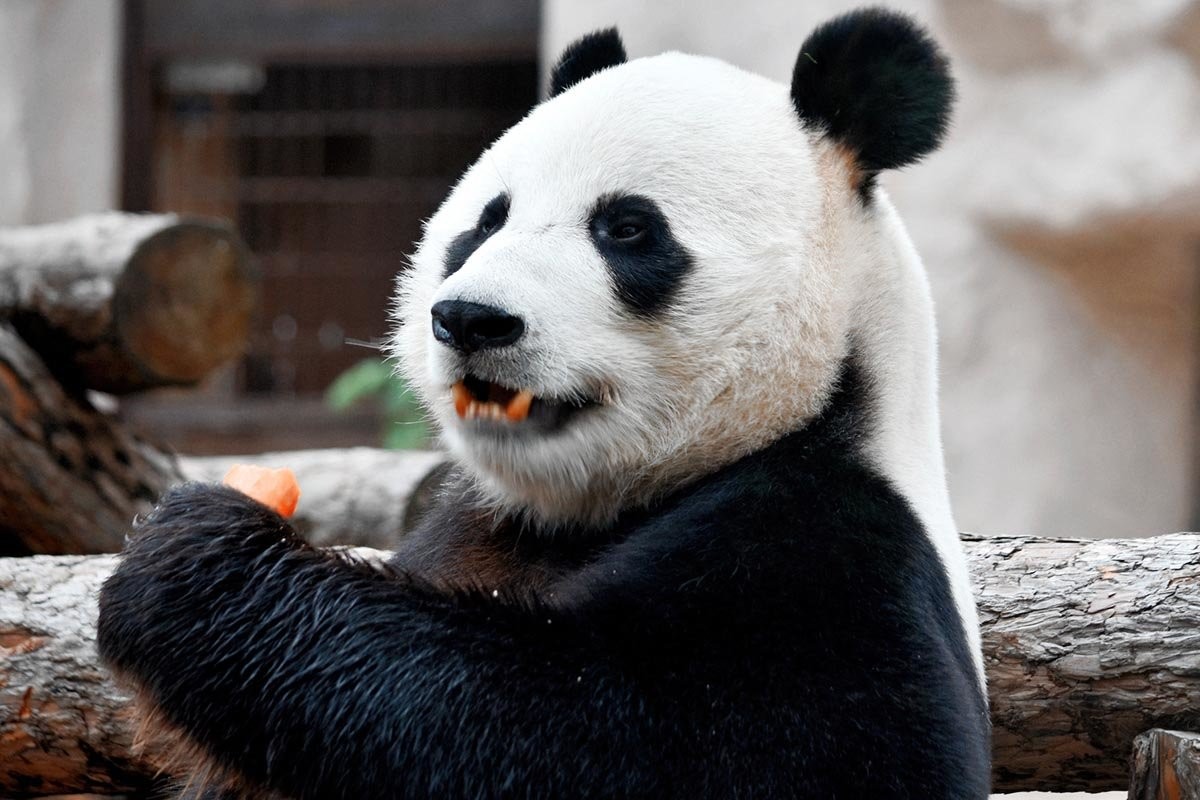 Принеси мангусту конг: в зоопарк пускают бесплатно за подарки животным - слайд 