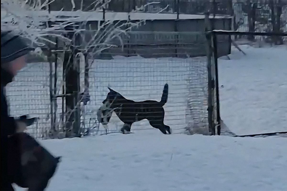 Учитель не поверит: в Красноярске собака украла у школьника портфель - слайд 