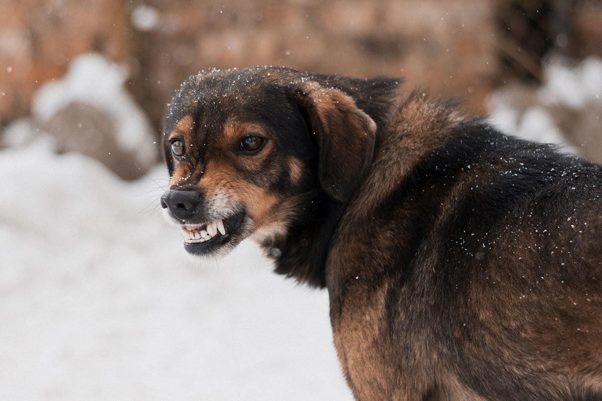 На Урале собака в течение одного дня покусала двух школьников. Их мамы встретились в травмпункте - слайд 