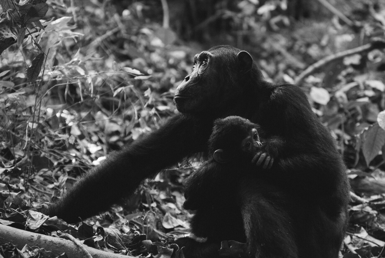 «Мы похожи больше, чем нам бы того хотелось», Джейн Гудолл и 45 лет среди шимпанзе - слайд 