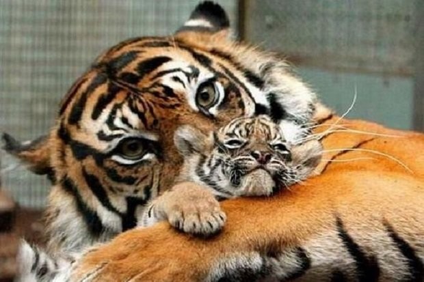 Московский зоопарк показал, как животные ухаживают за своими детенышами - слайд 
