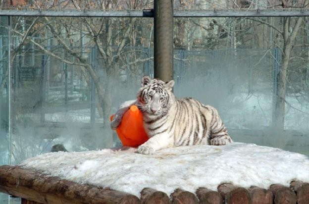 17 и 18 февраля на праздник в Московском зоопарке можно будет попасть бесплатно  - слайд 