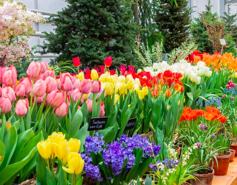 8 марта в Аптекарском огороде будут дарить тюльпаны - слайд 