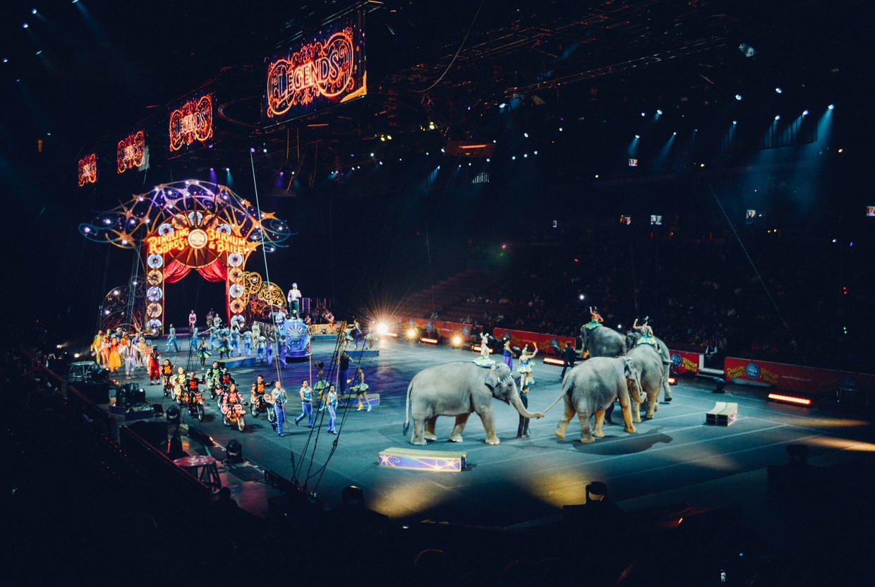 Больше половины россиян поддерживают выступления животных в цирке - слайд 