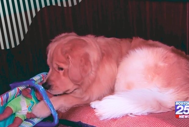 Полицейскую собаку поймали на воровстве новогодних подарков - слайд 