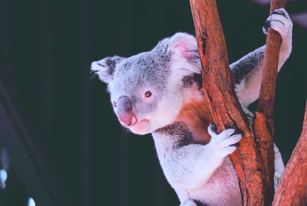 Шестилетний мальчик собрал более 250 тысяч долларов в помощь пострадавшим от пожаров австралийским коалам - слайд 