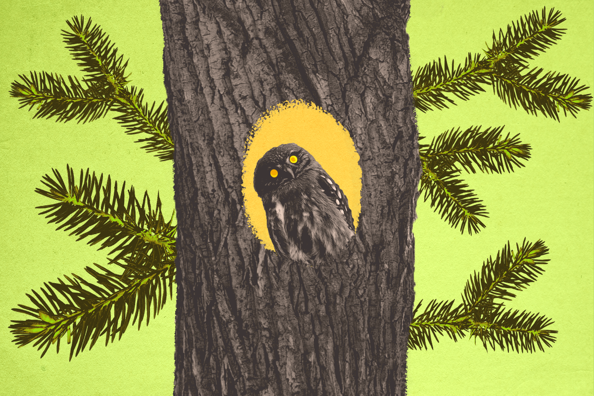 Про сову, найденную в городской елке Нью-Йорка, написали сказку - слайд 