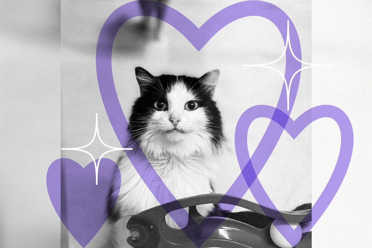 «Нарисуй кота»: приют для кошек «Преданное сердце» объявляет конкурс детского рисунка - слайд 