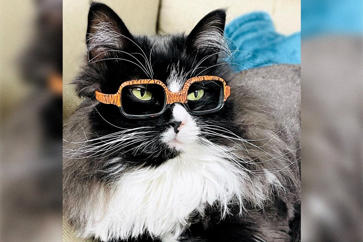 В американской офтальмологической клинике работает кошка в очках - слайд 