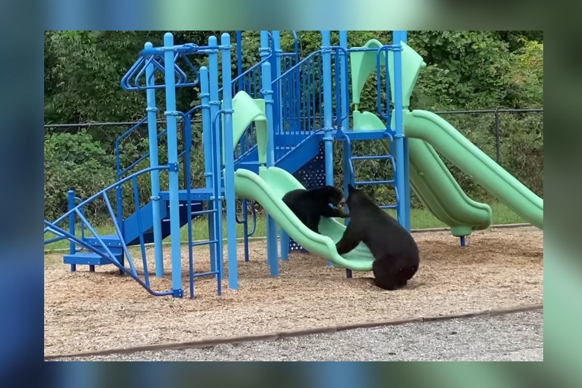 Посмотрите на маму-медведицу, которая учит медвежонка кататься с горки - слайд 