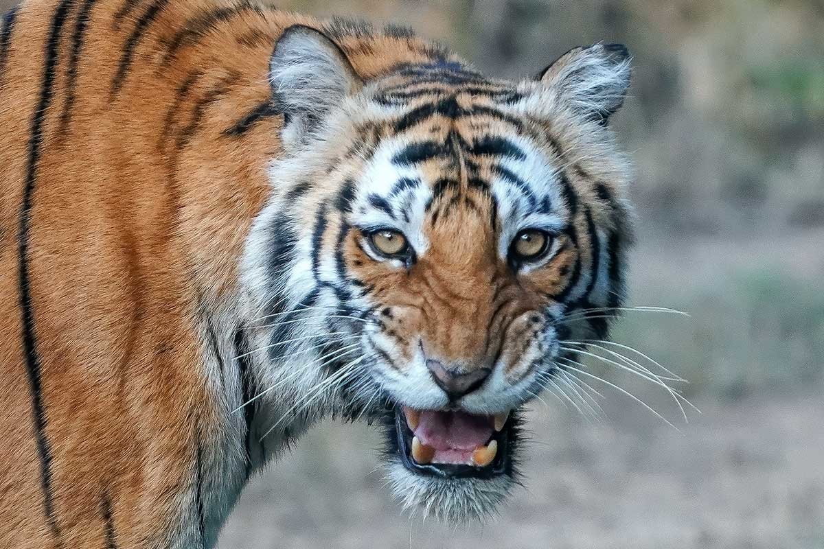 Тигр откусил палец годовалому мальчику в скандальном сафари-парке «Тайган» - слайд 