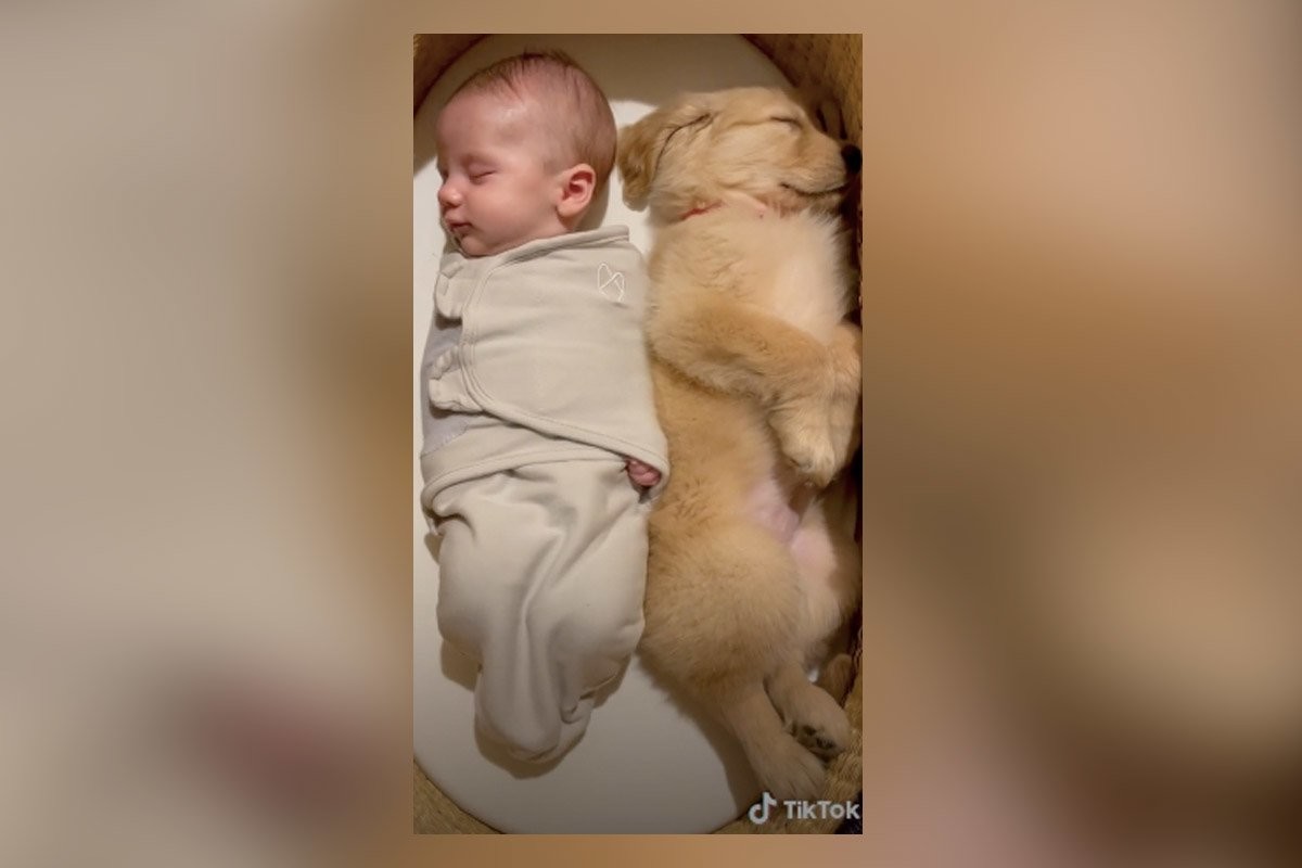Видео дня: малыш и щенок золотистого ретривера мирно спят вместе - слайд 
