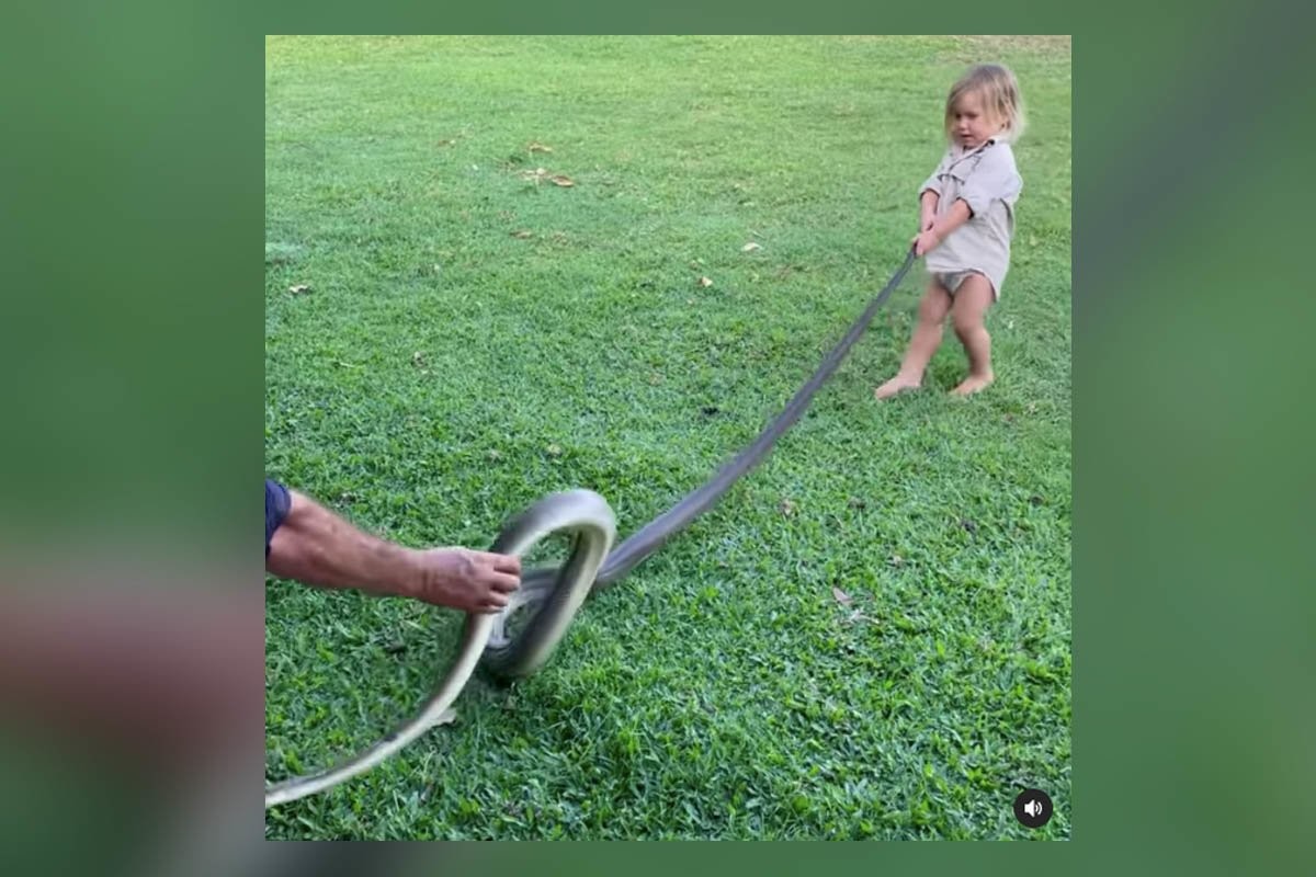 Отец спокойно наблюдает, как его двухлетний сын таскает за хвост ядовитую змею. Как это возможно? - слайд 