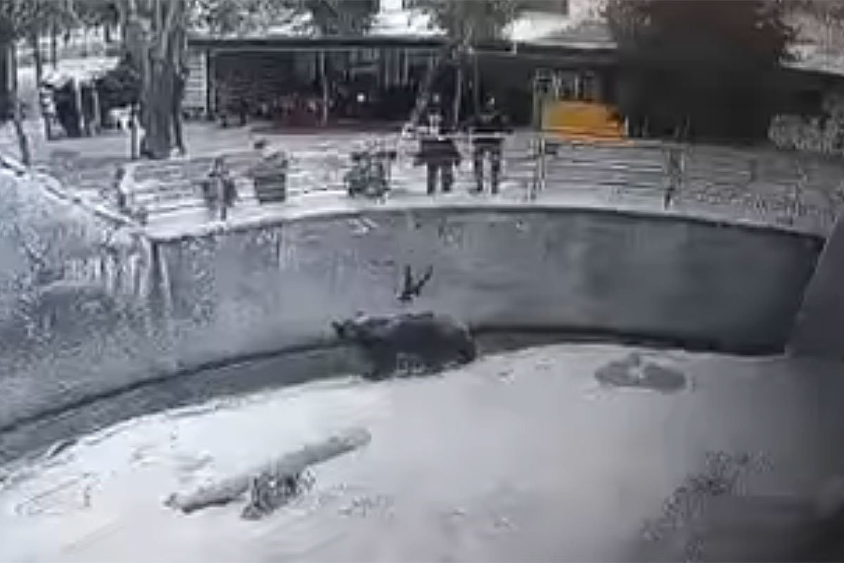 В зоопарке Ташкента мать сбросила дочь в вольер к медведю - слайд 