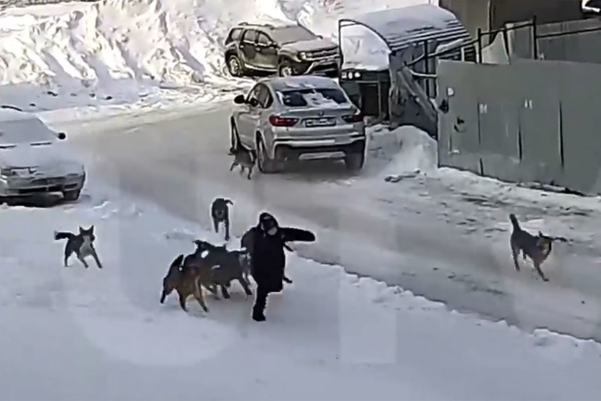 В Уфе дворник спас мальчика от стаи бездомных собак - слайд 