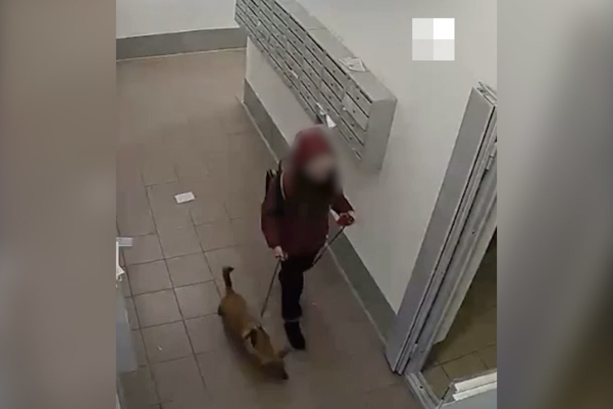 Школьницу, выбросившую собаку с 20-го этажа, забрали из семьи - слайд 