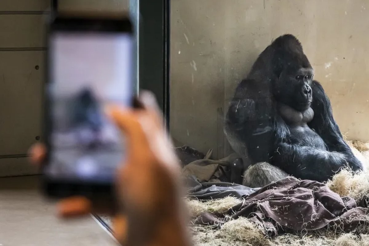 Молодой самец гориллы перестал общаться со сверстниками из-за зависимости от гаджетов - слайд 