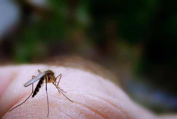 Как помочь ребенку при укусах комаров и прочих летающих тварей. Рассказывает педиатр Сергей Бутрий - слайд 