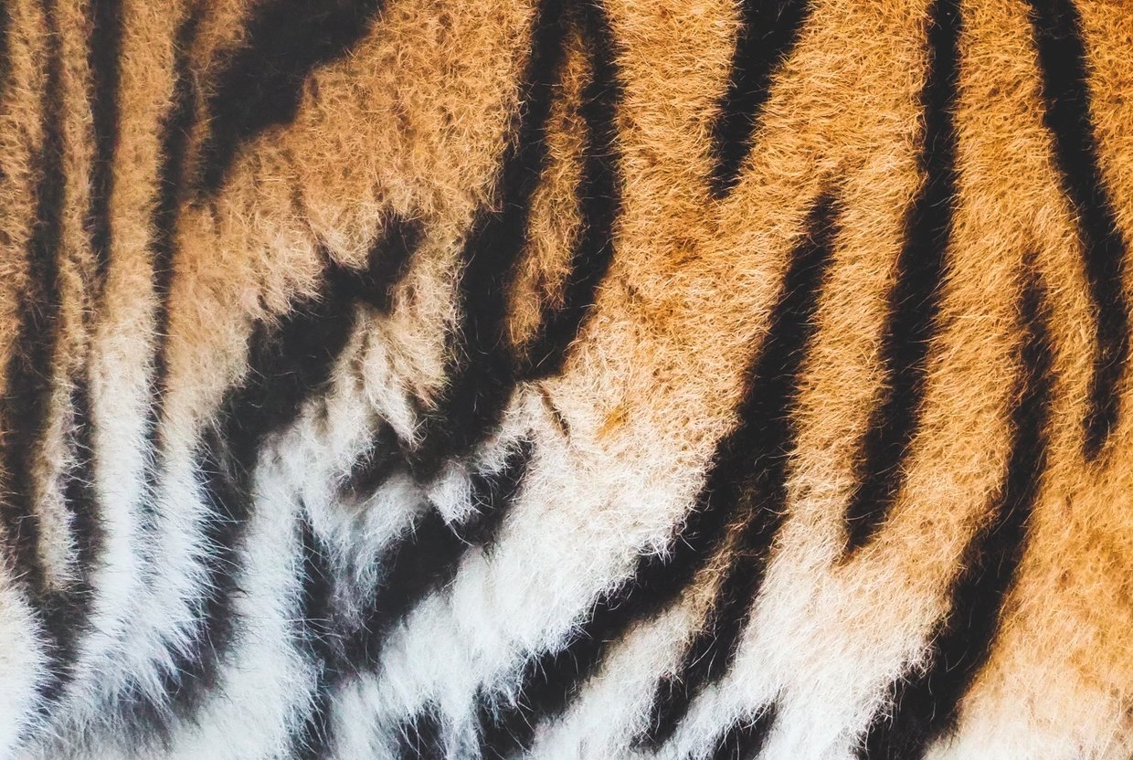 Пригласите в гости тигра: классная функция в вашем смартфоне, о которой вы могли не знать - слайд 