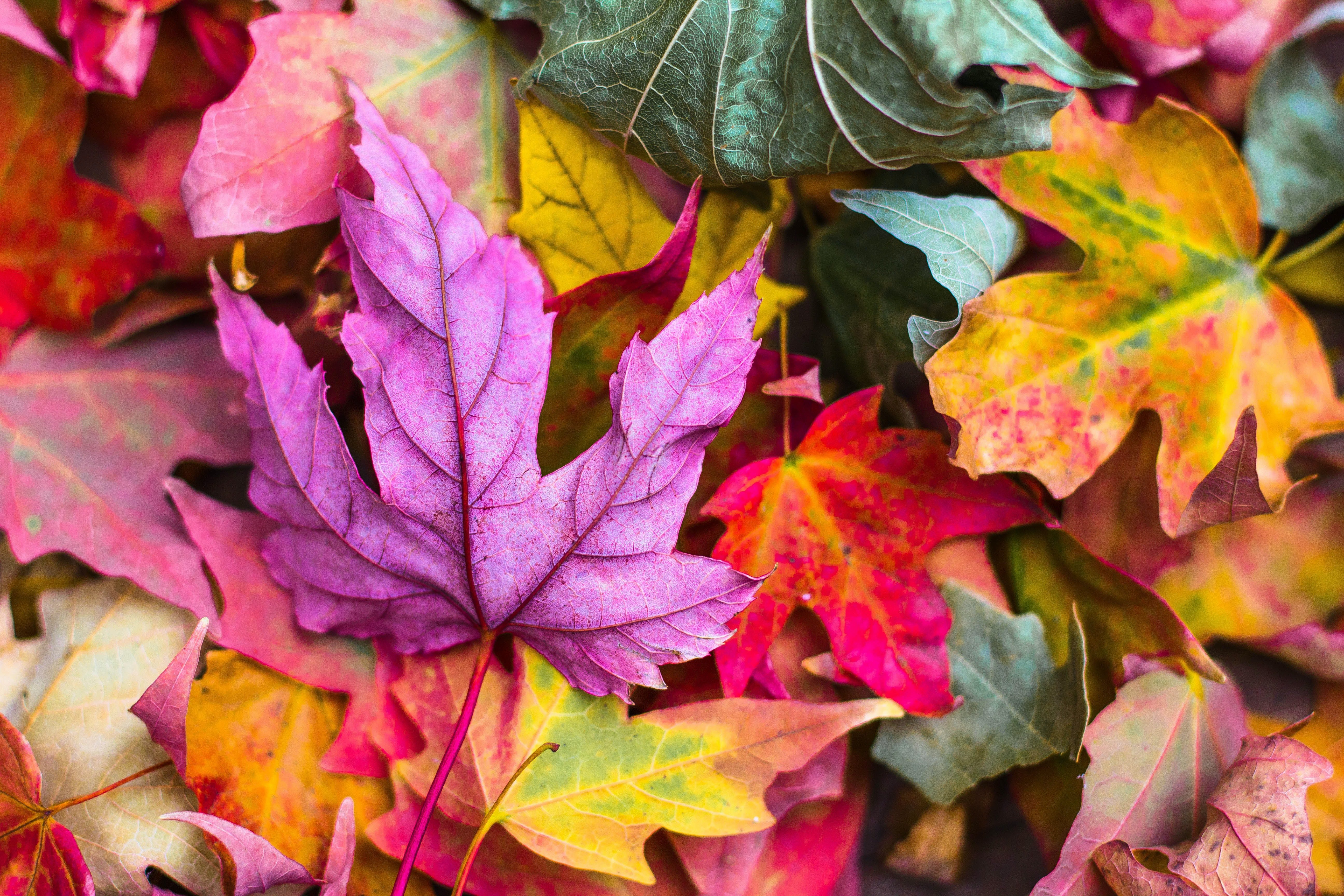 Поделки из сухих листьев: 44 увлекательные фото идеи