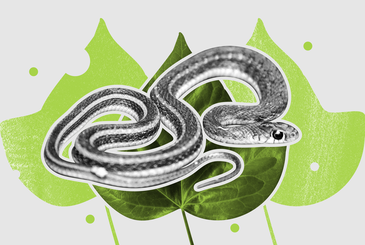 Укусила змея: что делать и как избежать - слайд 