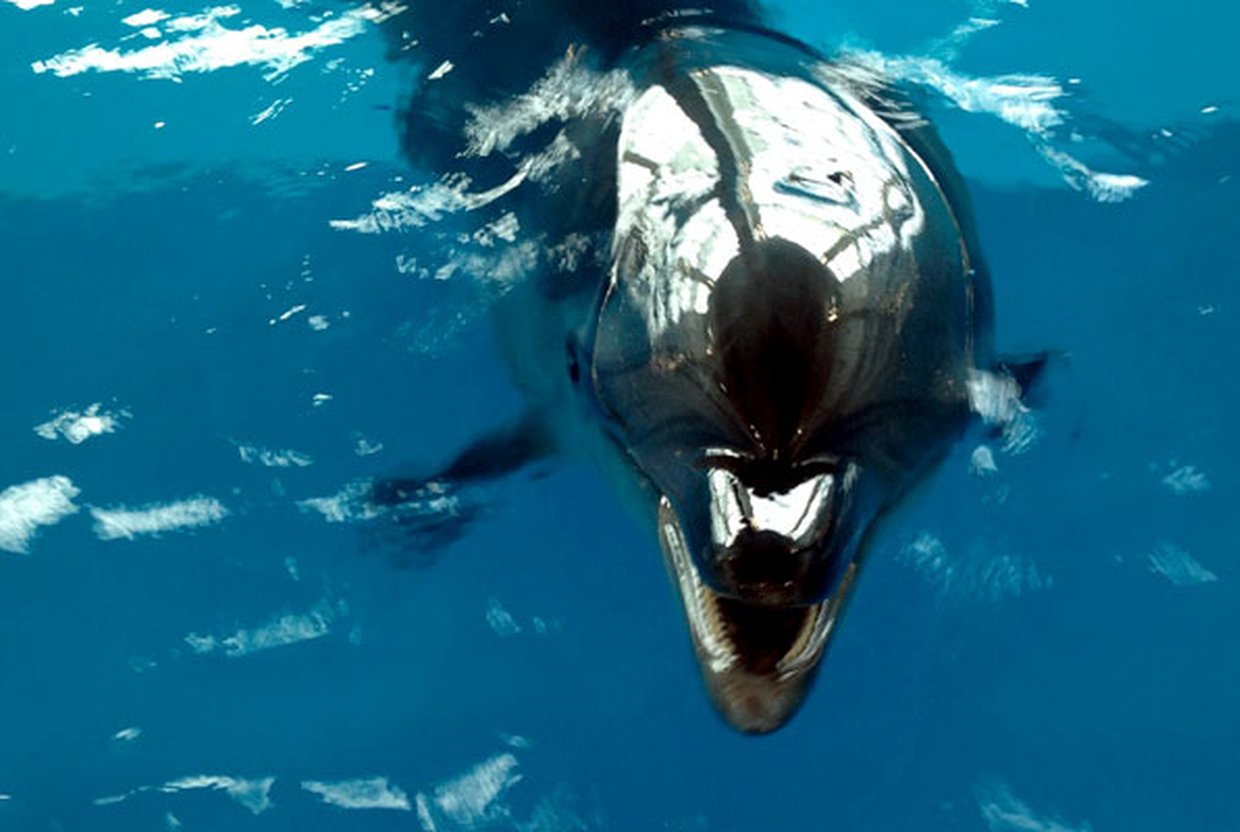 Где поплавать с дельфинами в Москве: новый Центр при «Москвариуме» на ВДНХ - слайд 